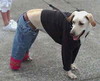 dog out fit; Model: Jim; by John; © 2001; ✍ Fly OT; ⟳ ff; ⊕ ACT town; Profile: fly2t; Upload: 2010 Oct 14;